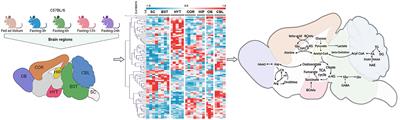 Elucidating brain metabolic changes during short-term fasting: a comprehensive atlas